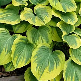 Хоста Magic Fire