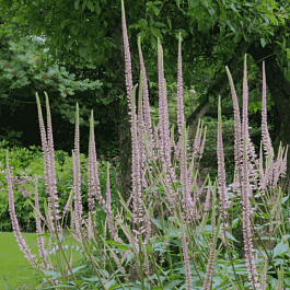 Вероникаструм виргинский Roseum