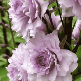 Дельфиниум культурный CHA CHA