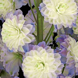 Дельфиниум Highlander Purple Surprise