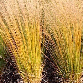 Молиния голубая Хайдебраут