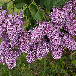 Сирень обыкновенная Леонид Леонов