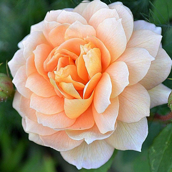 Роза английская парковая Грейс