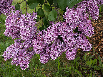 Сирень обыкновенная Леонид Леонов