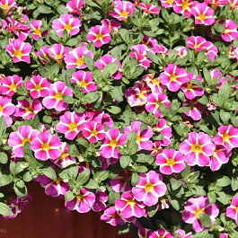 Калибрахоа Calita Compact Pink Star