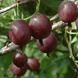 Крыжовник обыкновенный Олави