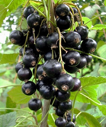 Смородина черная Велой (Ленинградская сладкая)