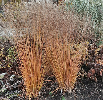 Молиния тростниковая Witches broom