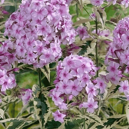 Флокс метельчатый Creme de la Menthe