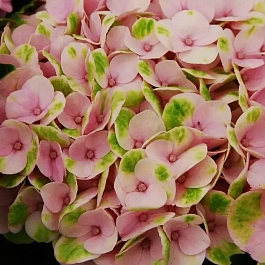 Гортензия крупнолистная Magical Crystal