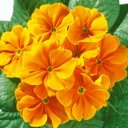 Примула Hethor Goldorange