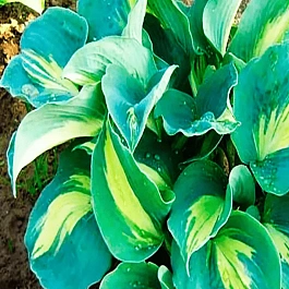 Хоста Thunderbolt