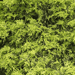 Кипарисовик горохоплодный Plumosa