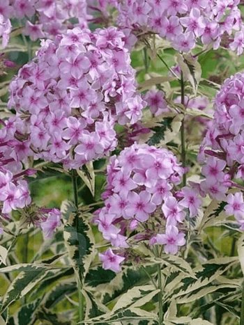Флокс метельчатый Creme de la Menthe