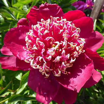 Пион травянистый Том Кэт