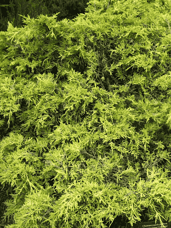 Кипарисовик горохоплодный Plumosa