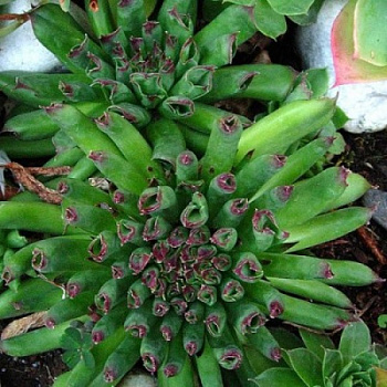 Молодило Оддити