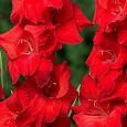 Гладиолус Fire Ruffle