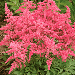 Астильба Арендса Astary Rose Shades