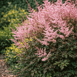 Астильба простолистная Delft Lace