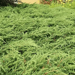 Можжевельник обыкновенный Repanda