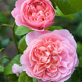 Роза английская парковая Дженерос Гарденер