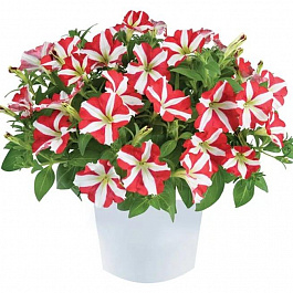 Петуния Amore King of Hearts
