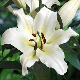 Лилия ОТ-гибрид Гензано НАБОР 2ШТ (1+1)