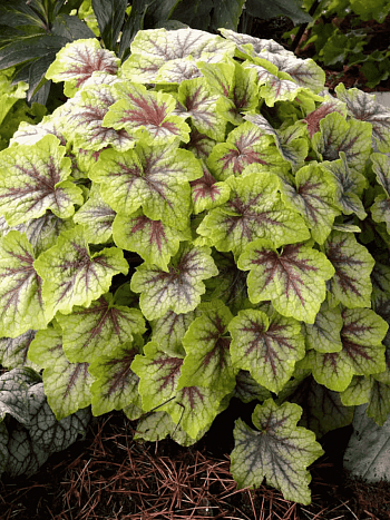 Гейхерелла Fire Frost