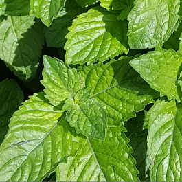 Мята Грейпфрут