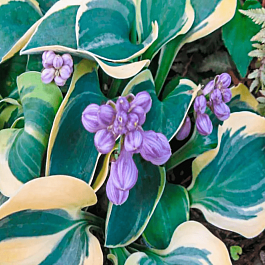 Хоста  Mighty mouse