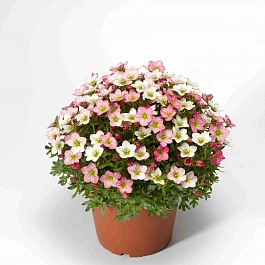 Камнеломка Арендса Alpino Magic