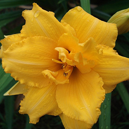 Лилейник гибридный Кондилла