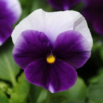 Виола крупноцветковая Дельта Биконсфилд