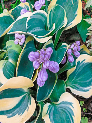 Хоста  Mighty mouse