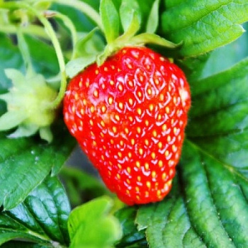 Земляника садовая Золушка Земляника садовая Золушка