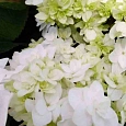 Гортензия крупнолистная Doppio Bianco