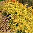 Барбарис Тунберга Diabolicum