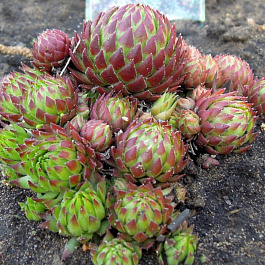 Молодило паутинистое Спленденс