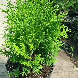 Туя западная Huebner