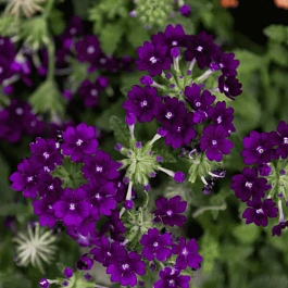 Вербена Lindolena Blue Charm