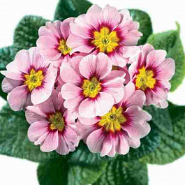 Примула Hethor Apple Blossom