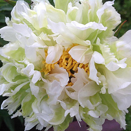 Пион травянистый Грин Гало Пион травянистый Грин Гало