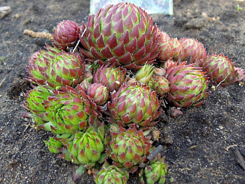 Молодило паутинистое Спленденс