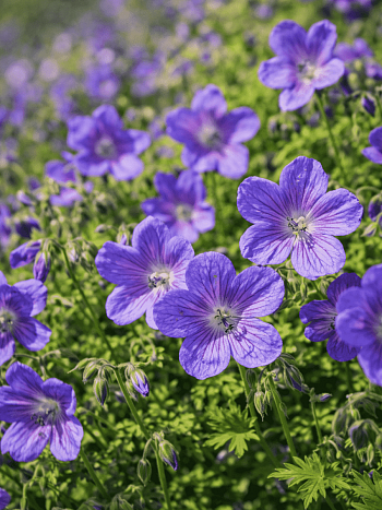 Герань гималайская Gravetye