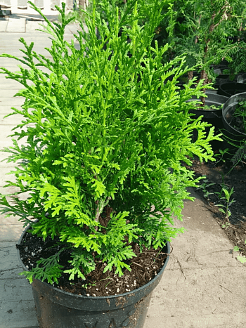 Туя западная Huebner