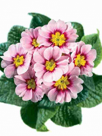 Примула Hethor Apple Blossom