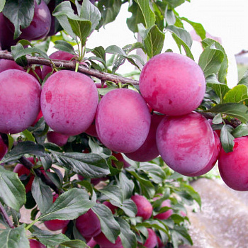 Алыча Кубанская комета