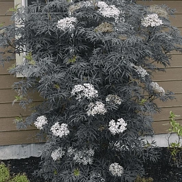 Бузина черная Black Lace