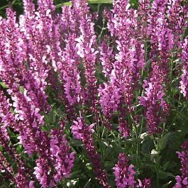 Шалфей дубравный Rianne Pink 